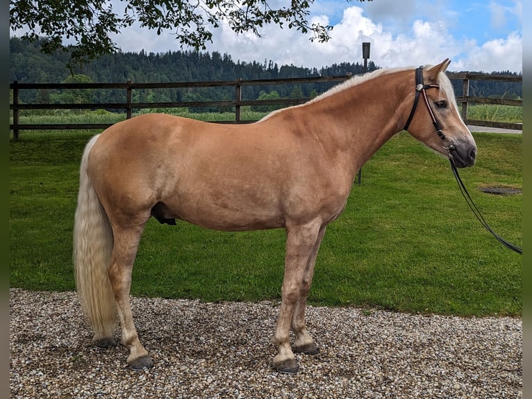 Hafliger Wałach 5 lat 162 cm Kasztanowata in Trachselwald