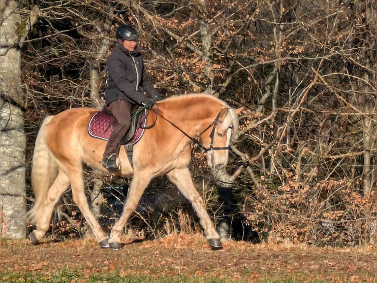 Hafliger Wałach 5 lat 162 cm Kasztanowata in Trachselwald