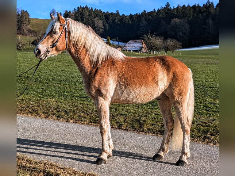 Hafliger Wałach 5 lat 162 cm Kasztanowata in Trachselwald