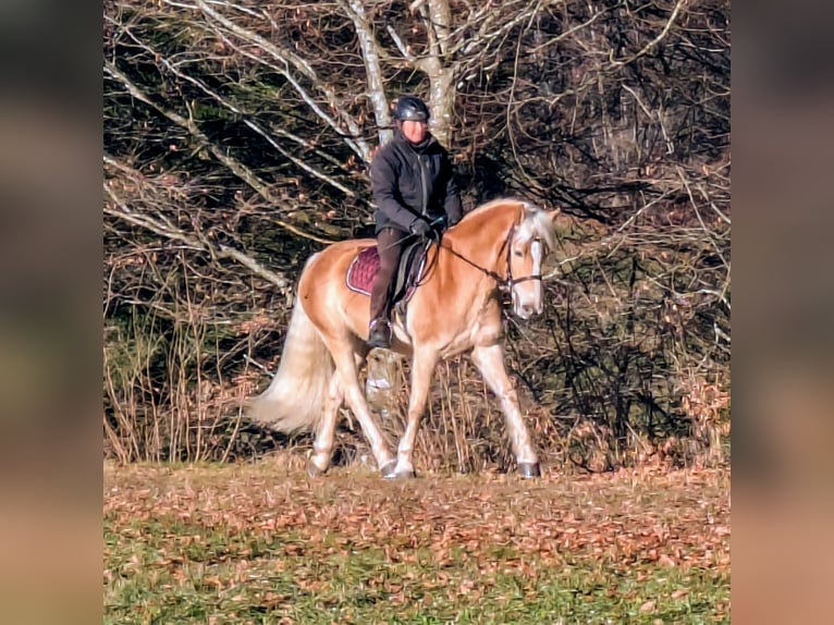 Hafliger Wałach 5 lat 162 cm Kasztanowata in Trachselwald