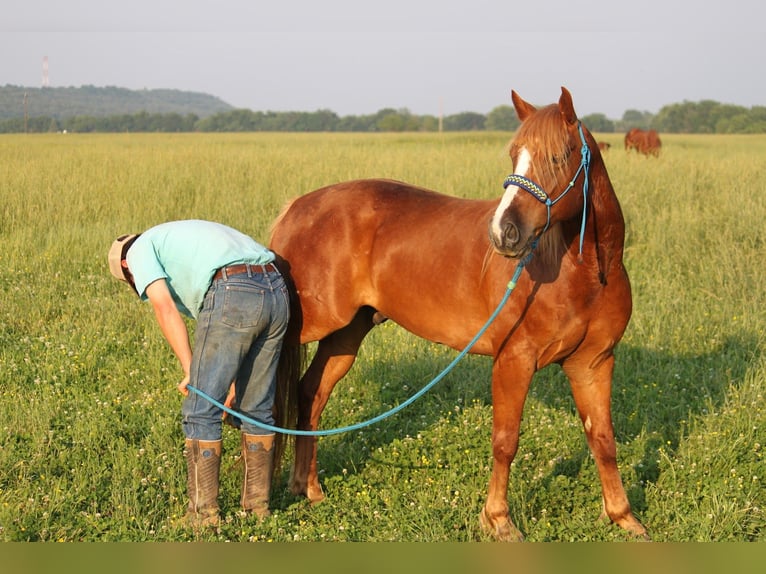 Hafliger Wałach 6 lat 140 cm Cisawa in Kinta