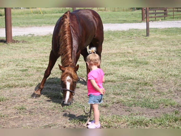 Hafliger Wałach 6 lat 140 cm Cisawa in Kinta