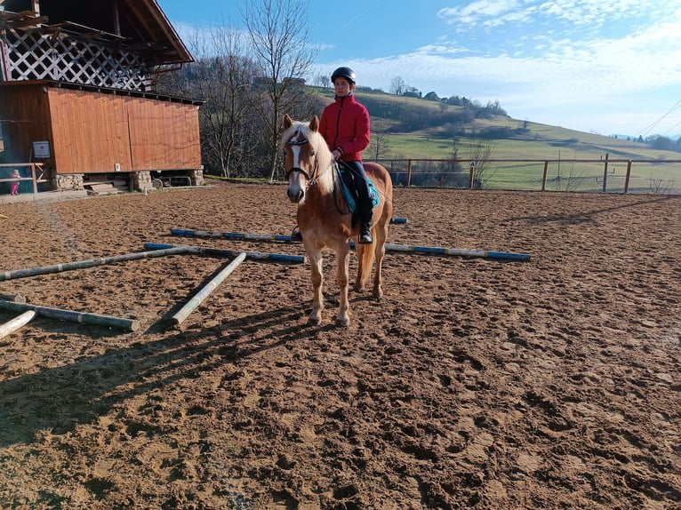 Hafliger Wałach 6 lat 146 cm Ciemnokasztanowata in Sevnica