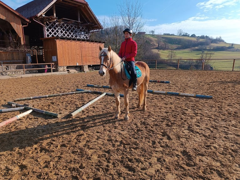 Hafliger Wałach 6 lat 146 cm Ciemnokasztanowata in Sevnica