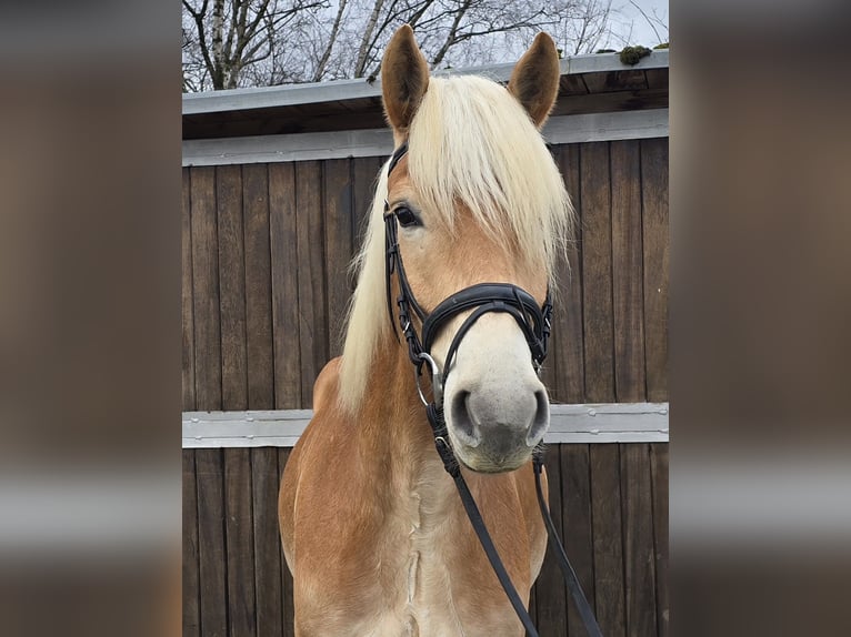 Hafliger Wałach 6 lat 153 cm Kasztanowata in Mülheim an der Ruhr