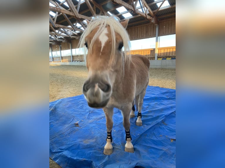 Hafliger Wałach 6 lat 158 cm Kasztanowata in Großtaxen