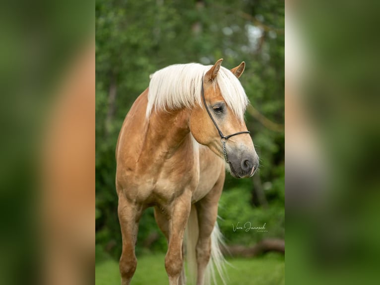 Hafliger Wałach 6 lat 158 cm Kasztanowata in Großtaxen