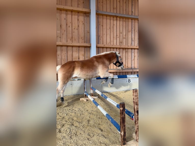 Hafliger Wałach 6 lat 158 cm Kasztanowata in Großtaxen