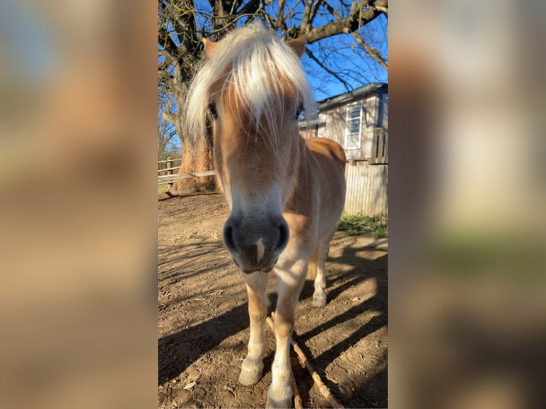 Hafliger Wałach 6 lat 158 cm Kasztanowata in Großtaxen