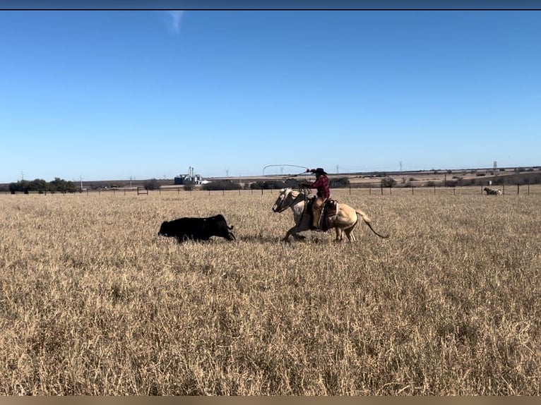 Hafliger Mix Wałach 7 lat 150 cm Izabelowata in Killeen, TX