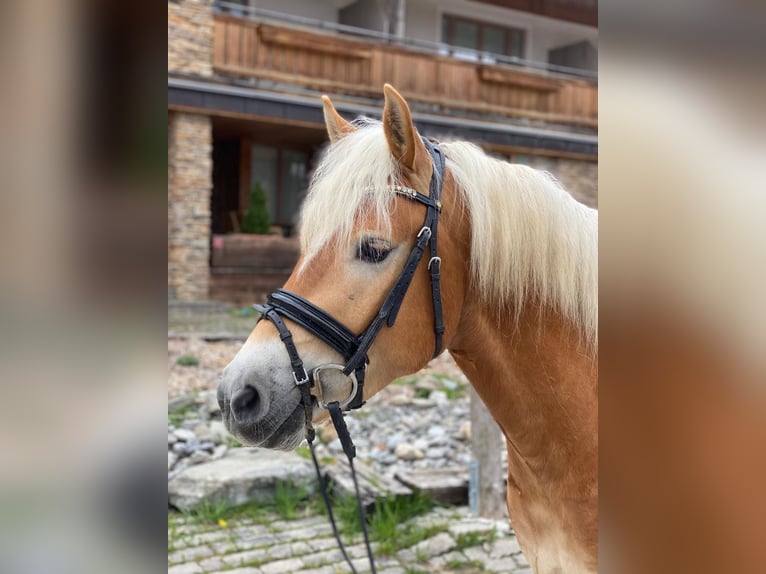 Hafliger Wałach 7 lat 153 cm Kasztanowata in Kaprun