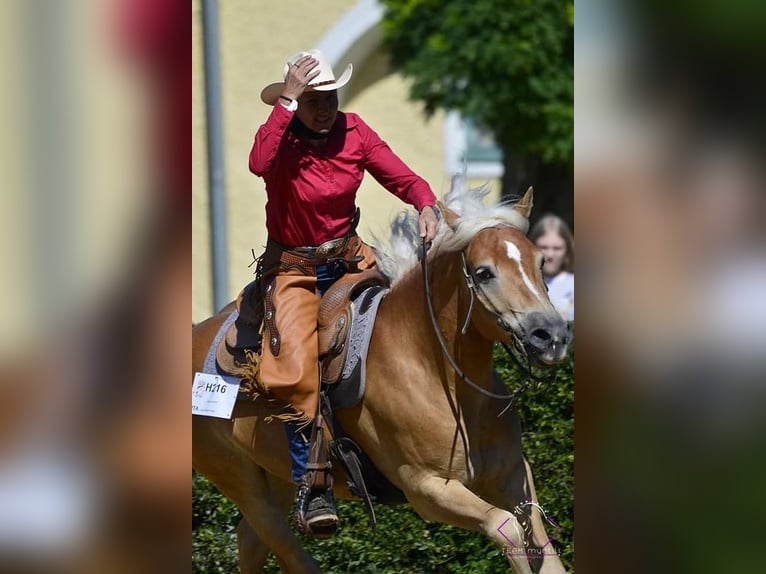 Hafliger Wałach 8 lat 148 cm Kasztanowata in Eppan an der Weinstraße