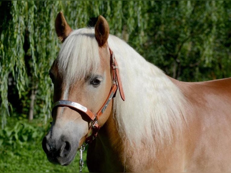 Hafliger Wałach 8 lat 148 cm Kasztanowata in Eppan an der Weinstraße