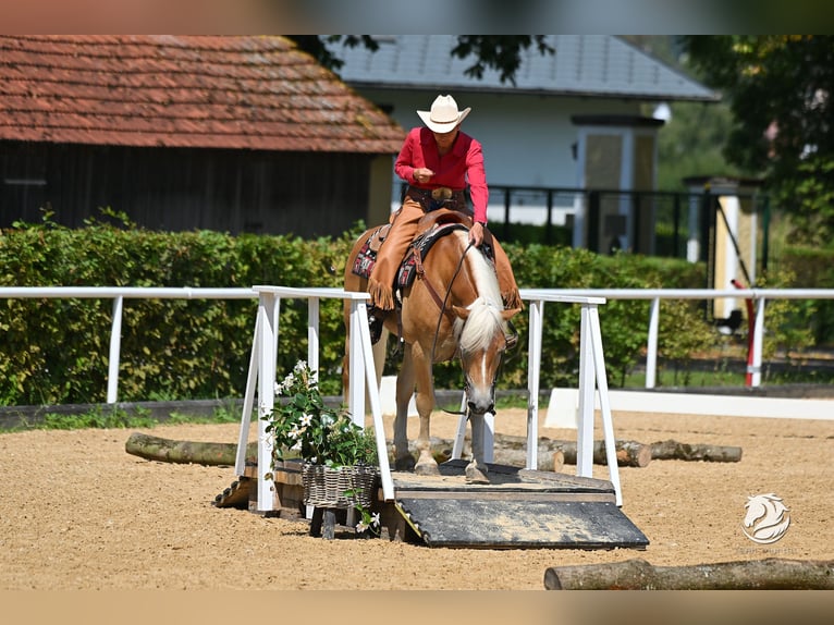 Hafliger Wałach 8 lat 148 cm Kasztanowata in Eppan an der Weinstraße