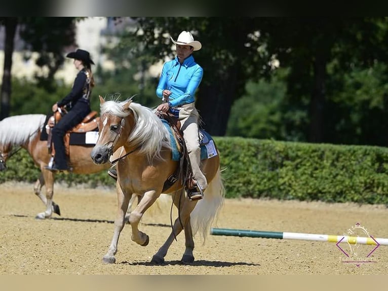 Hafliger Wałach 8 lat 148 cm Kasztanowata in Eppan an der Weinstraße