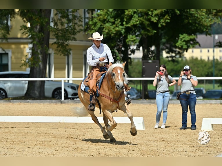 Hafliger Wałach 8 lat 148 cm Kasztanowata in Eppan an der Weinstraße