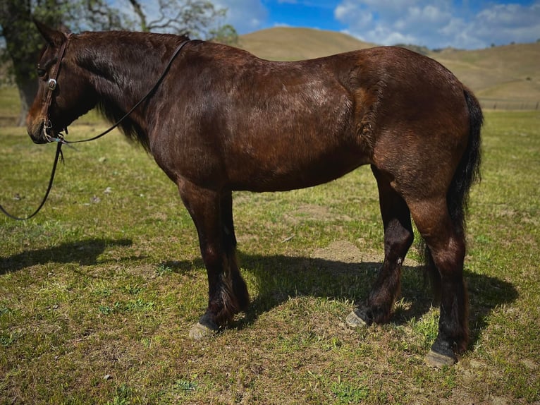 Hafliger Wałach 8 lat Gniada in Bitterwater, CA