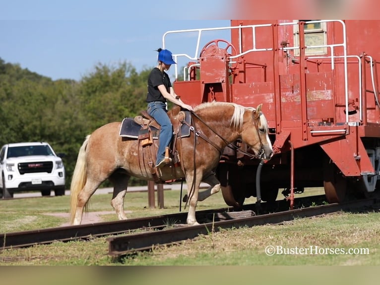 Hafliger Wałach 9 lat 142 cm Ciemnokasztanowata in Weatherford TX