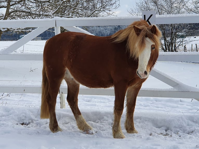 Hafliger Mix Wałach 9 lat 145 cm Bułana in Königsfeld im Schwarzwald