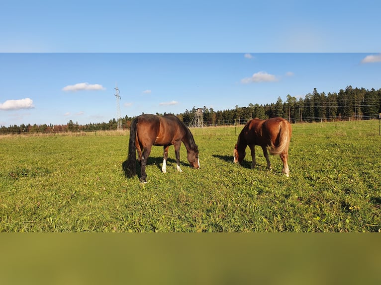 Hafliger Mix Wałach 9 lat 145 cm Bułana in Königsfeld im Schwarzwald