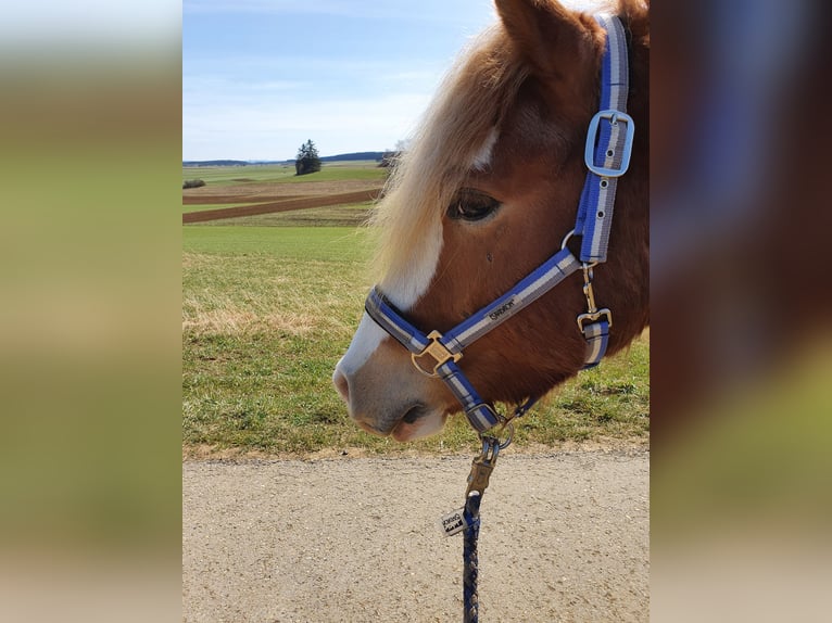 Hafliger Mix Wałach 9 lat 146 cm Bułana in Königsfeld im Schwarzwald