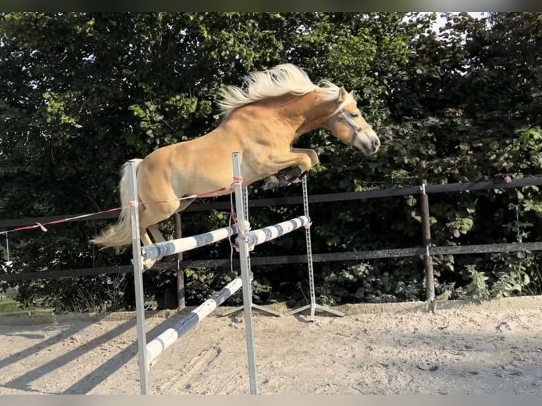 Hafliger Wałach 9 lat 147 cm Kasztanowata in Thalheim / Erzgebirge