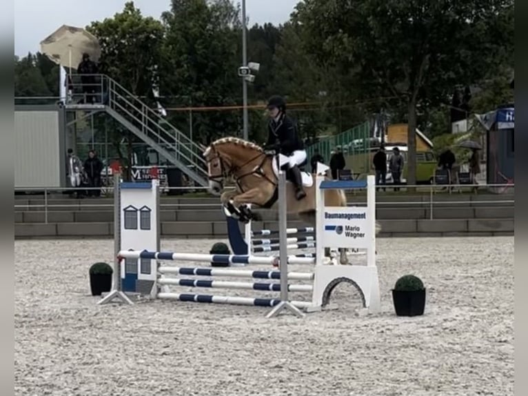 Hafliger Wałach 9 lat 147 cm Kasztanowata in Thalheim / Erzgebirge