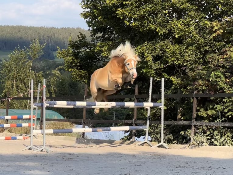 Hafliger Wałach 9 lat 147 cm Kasztanowata in Thalheim / Erzgebirge