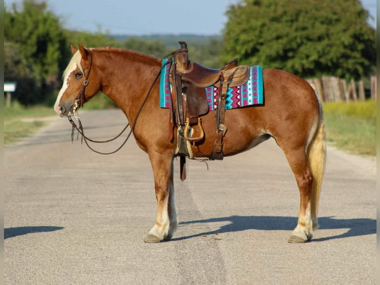 Haflinger / Avelignese Castrone 10 Anni 142 cm Sauro scuro in Stephenville TX