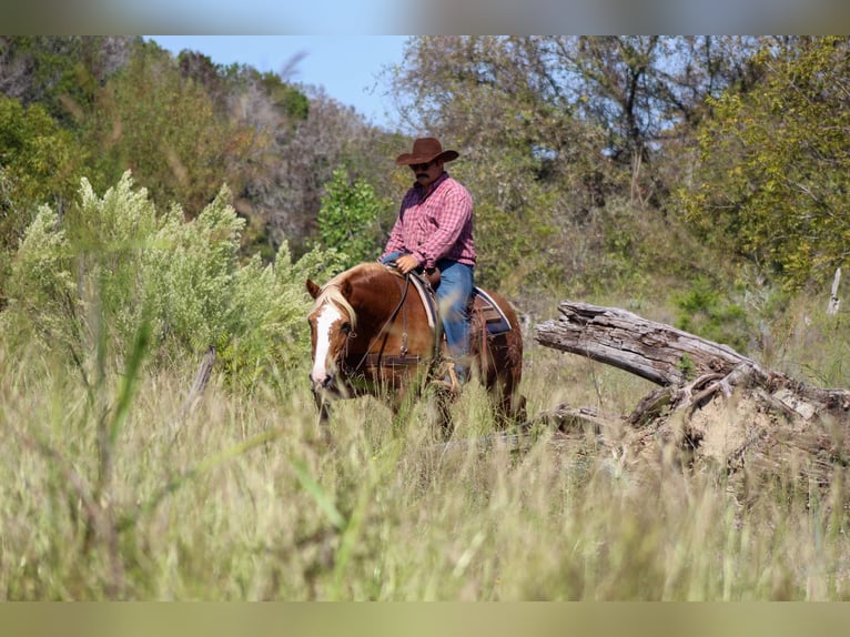 Haflinger / Avelignese Castrone 10 Anni 142 cm Sauro scuro in Stephenville TX