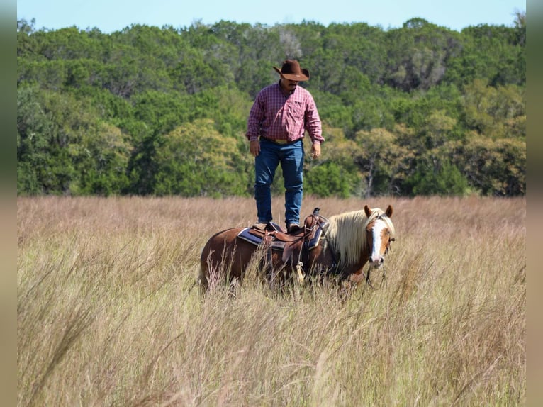 Haflinger / Avelignese Castrone 10 Anni 142 cm Sauro scuro in Stephenville TX