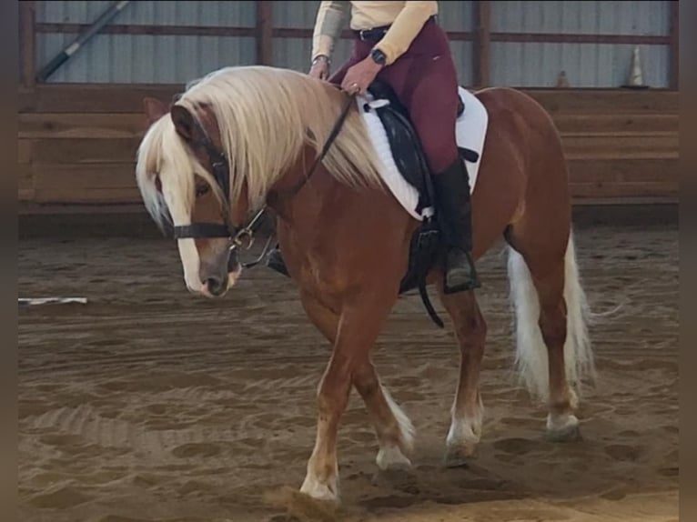 Haflinger / Avelignese Castrone 10 Anni 147 cm Sauro scuro in Robards, KY