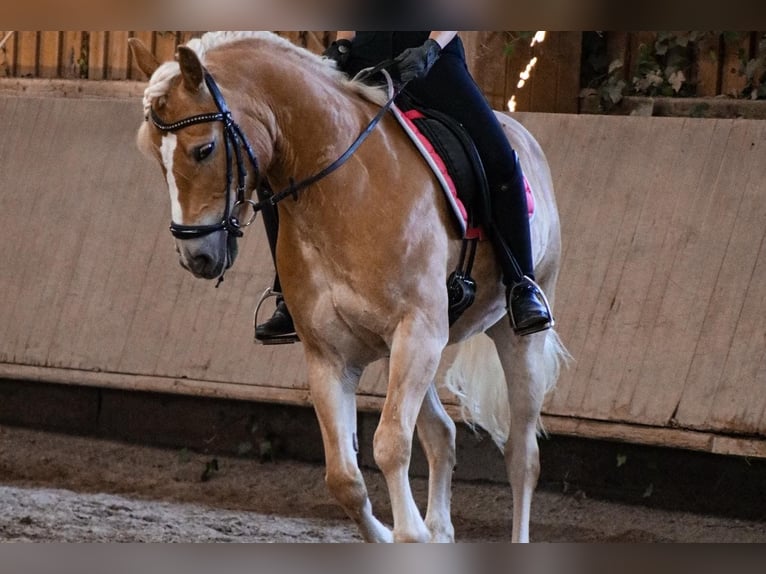 Haflinger / Avelignese Castrone 10 Anni 148 cm Sauro in Heilsbronn