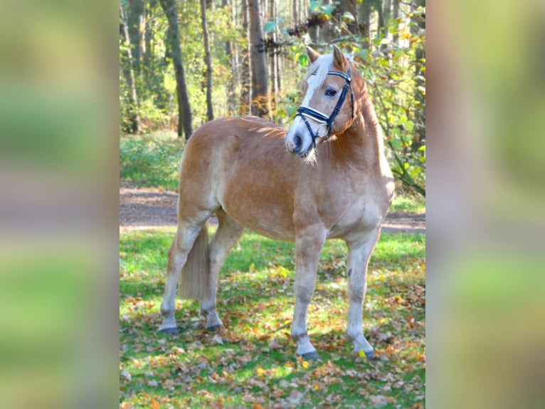 Haflinger / Avelignese Castrone 10 Anni 152 cm Palomino in Eldena