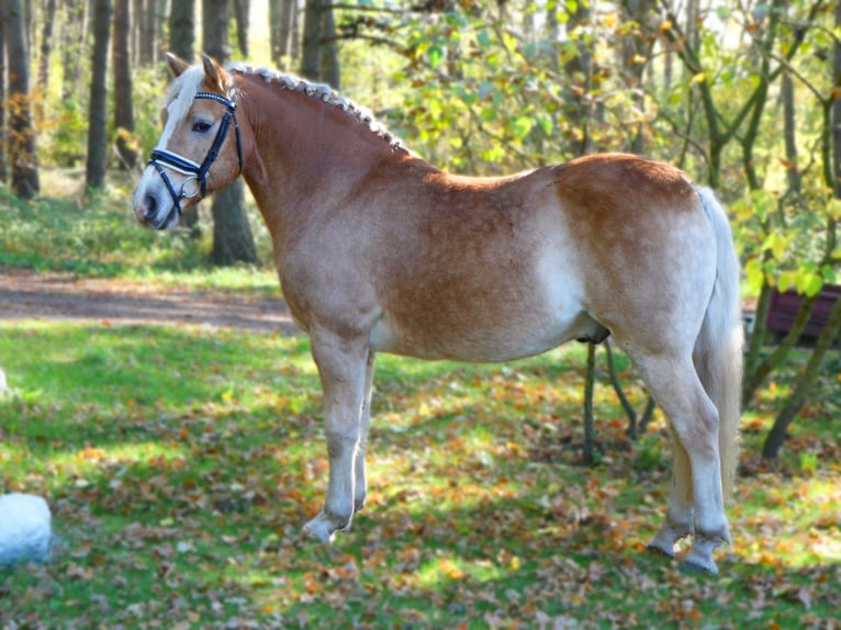 Haflinger / Avelignese Castrone 10 Anni 152 cm Palomino in Eldena