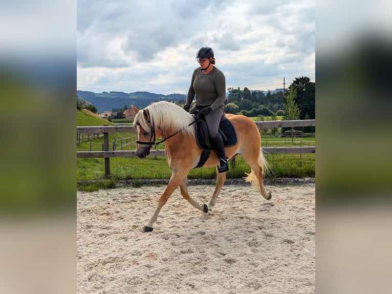 Haflinger / Avelignese Castrone 10 Anni 152 cm Sauro in Grünenmatt