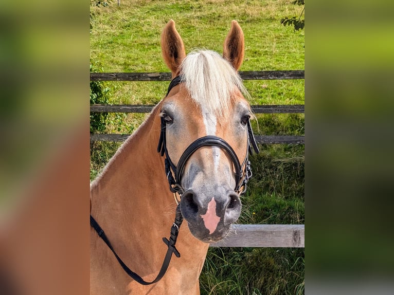 Haflinger / Avelignese Castrone 10 Anni 152 cm Sauro in Grünenmatt