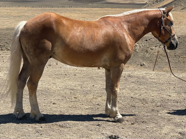 Haflinger / Avelignese Castrone 10 Anni Sauro ciliegia in Bitterwater Ca