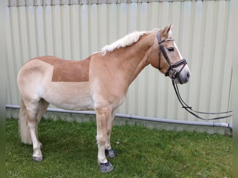 Haflinger / Avelignese Mix Castrone 11 Anni 149 cm Falbo in Hilden