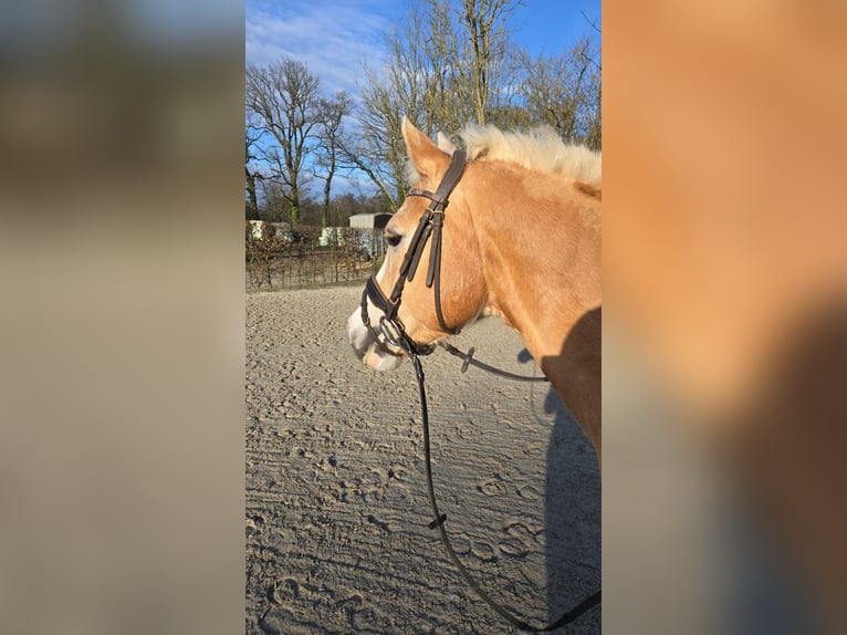 Haflinger / Avelignese Mix Castrone 11 Anni 149 cm Falbo in Hilden