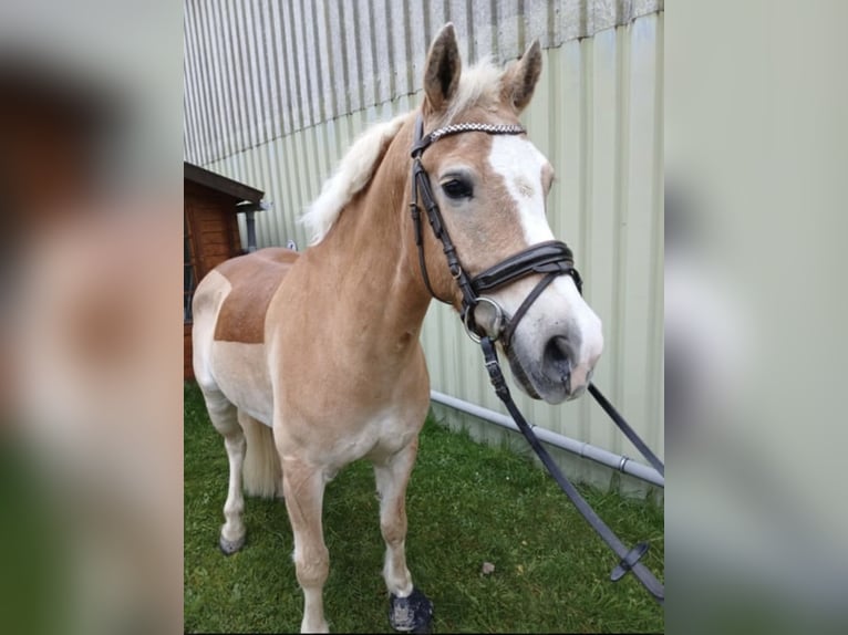 Haflinger / Avelignese Mix Castrone 11 Anni 149 cm Falbo in Hilden