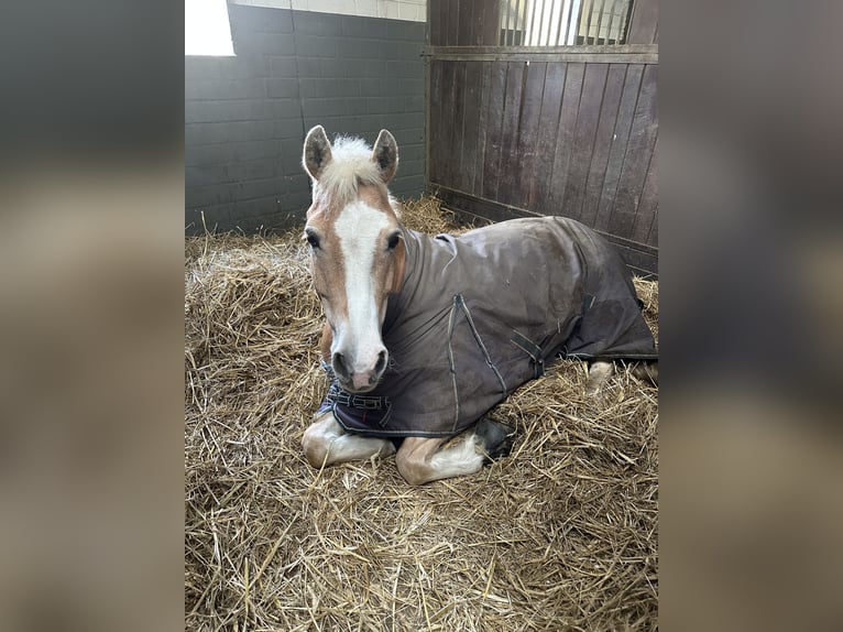 Haflinger / Avelignese Mix Castrone 11 Anni 149 cm Falbo in Hilden