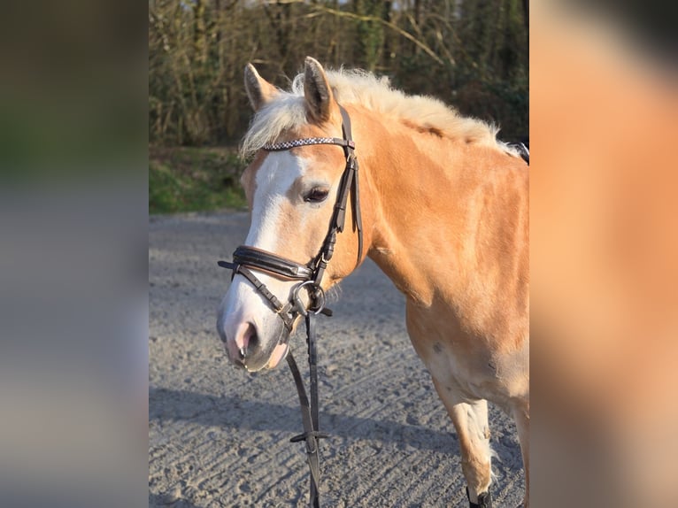 Haflinger / Avelignese Mix Castrone 11 Anni 149 cm Falbo in Hilden