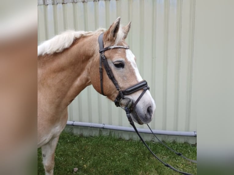 Haflinger / Avelignese Mix Castrone 11 Anni 149 cm Falbo in Hilden