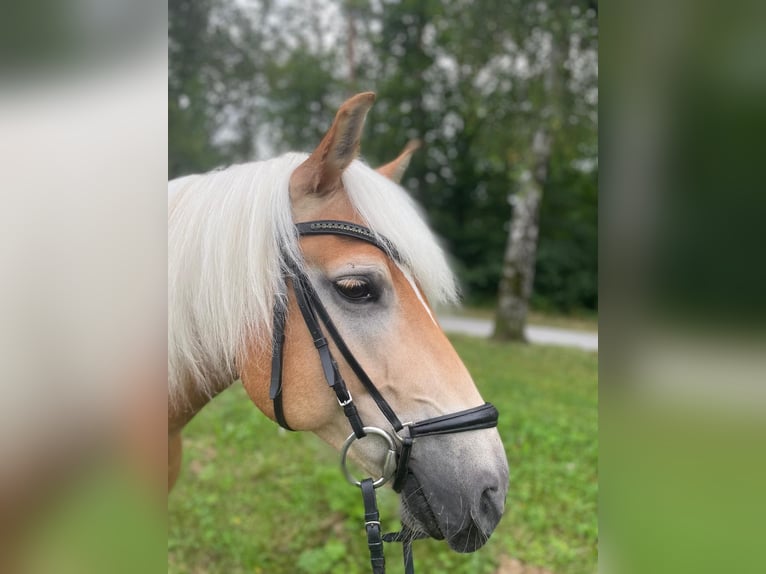 Haflinger / Avelignese Castrone 11 Anni 150 cm Baio chiaro in Leingarten