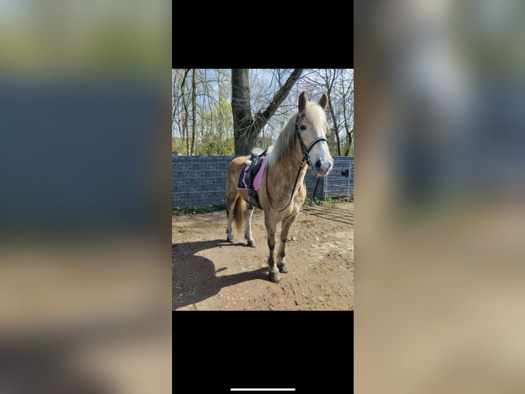 Haflinger / Avelignese Castrone 11 Anni 158 cm Baio chiaro in Wittlich