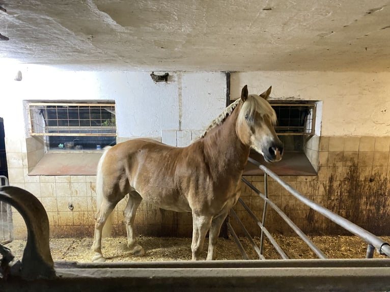 Haflinger / Avelignese Castrone 11 Anni 158 cm Falbo in Wegscheid