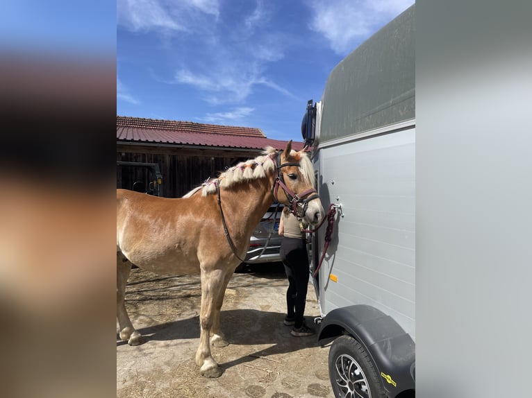 Haflinger / Avelignese Castrone 11 Anni 158 cm Falbo in Wegscheid