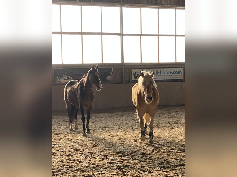 Haflinger / Avelignese Castrone 11 Anni 158 cm Falbo in Wegscheid