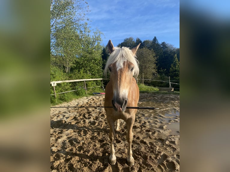 Haflinger / Avelignese Castrone 11 Anni 158 cm Falbo in Wegscheid